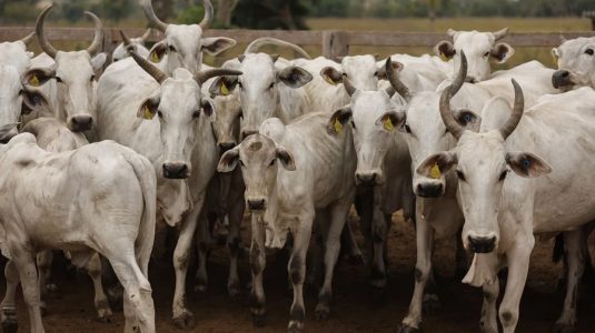 La economía brasileña crece un 2,3 % en 2025 sostenida por el sector agropecuario