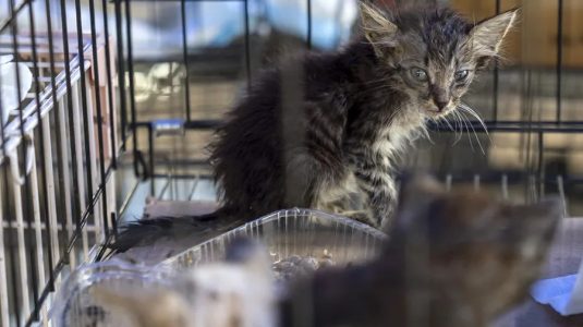 Las mascotas víctimas de los terremotos en Venezuela esperan por un hogar